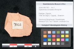 Foto (Objekt + Etikett) von Glyptostrobus europaeus Brongniart (NHMW-GEO-2024-0188-7953)